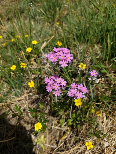 Bird's-eye Primrose
