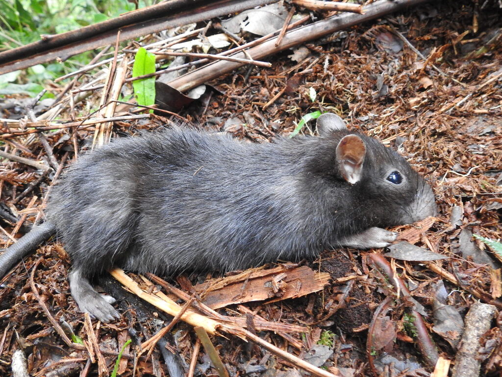 Philippine Moss Mice
