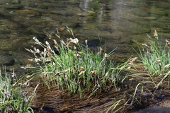 Carex nudata