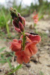 Indigofera sinusalgoae