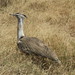 Northern Kori Bustard - Photo (c) GF, some rights reserved (CC BY-NC), uploaded by GF