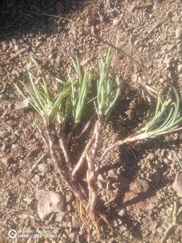 Bulbine frutescens