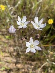 Triteleia lilacina