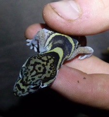 Coleonyx mitratus