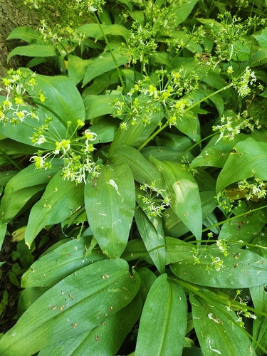Ramsons