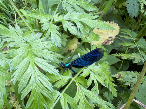 Beautiful Demoiselle