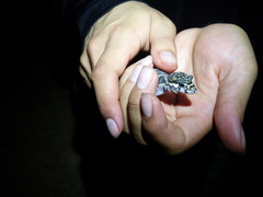 Coleonyx mitratus
