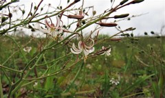 Trachyandra revoluta