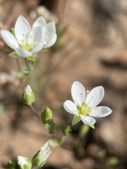 Sabulina californica