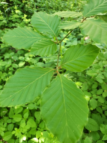 European beech