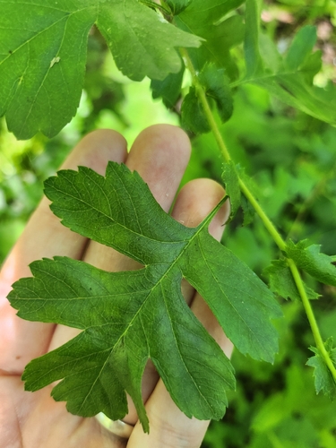 common hawthorn