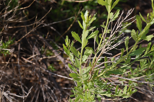 willow baccharis