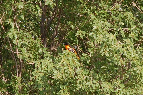 Baltimore Oriole