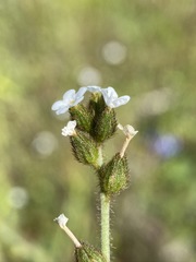 Plagiobothrys fulvus