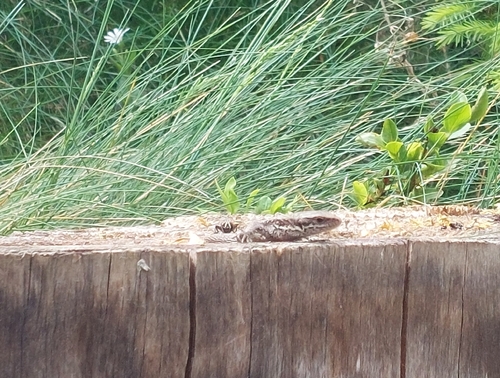 Viviparous Lizard