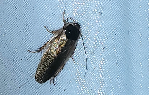 Indian Cockroach
