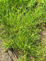 Isolepis pseudosetacea