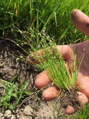 Isolepis pseudosetacea