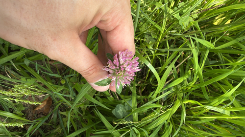 Red Clover
