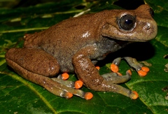 Hyloscirtus lindae