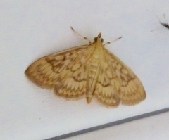 Crocidophora serratissimalis