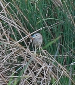 Black-crowned Night Heron