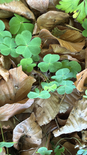European wood-sorrel