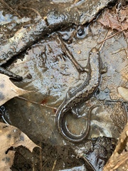 Great Balsams Mountain Dusky Salamander photo 3