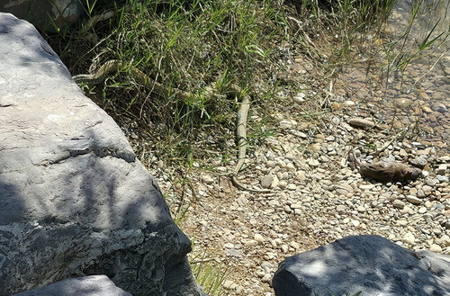 Western Montpellier Snake