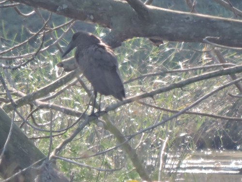 iNaturalist: (c) melanie gutmann, some rights reserved (CC BY-NC), uploaded by melanie gutmann iNaturalist image