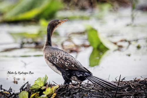 iNaturalist: (c) Sui Fai Pun, some rights reserved (CC BY-NC), uploaded by Sui Fai Pun iNaturalist image
