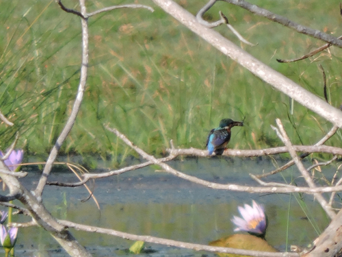 iNaturalist image