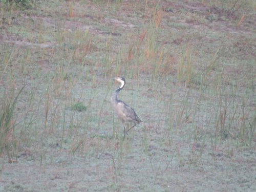 iNaturalist: (c) melanie gutmann, some rights reserved (CC BY-NC), uploaded by melanie gutmann iNaturalist image