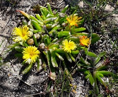 Glottiphyllum longum