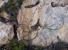 Trachyandra revoluta