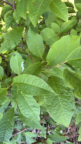 bird cherry
