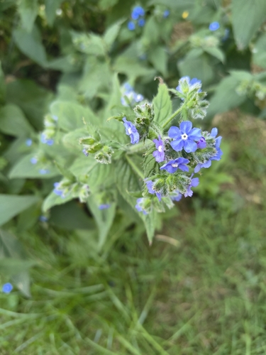 Green Alkanet