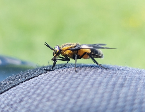 Splayed Deer Fly