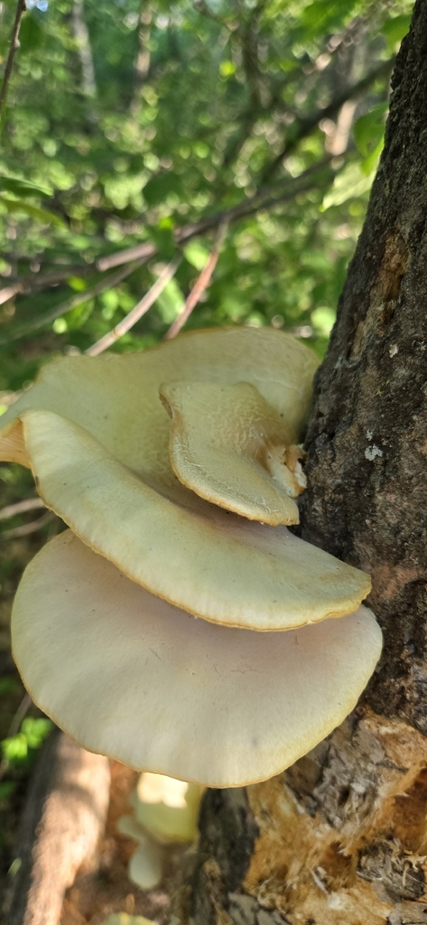 aspen oyster mushroom · May 2026 · photo: Photo: (c) Kevin, some rights reserved (CC BY) · iNaturalist
