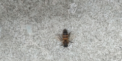 Apis mellifera