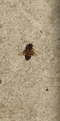 Apis mellifera