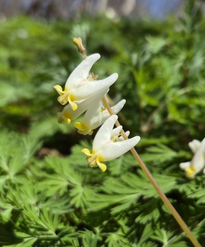 Dutchman's Breeches