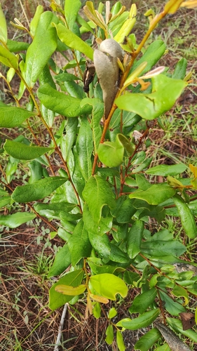 Flag-pawpaw