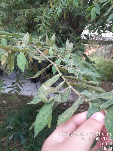 calabur tree