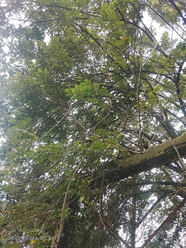 Fence Post Tree
