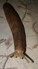 Heterovaginina limayana