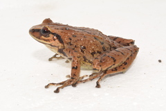 Pristimantis devillei