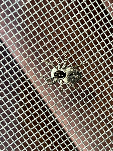 Half-edged Wall Jumping Spider