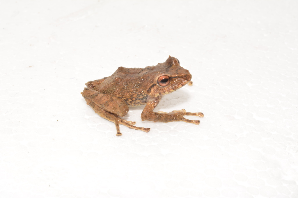 Bruised Robber Frog