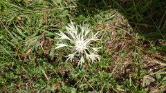Centaurea cheiranthifolia
